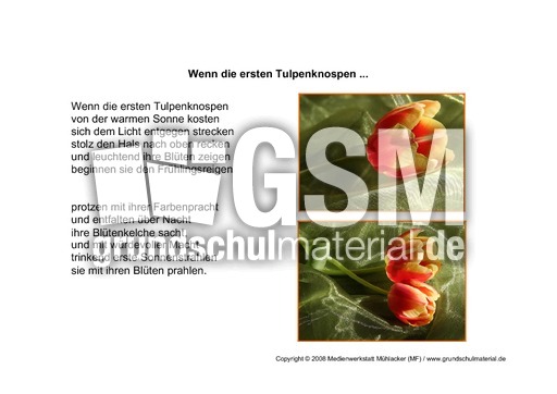 Wenn-die-ersten-Tulpenknospen-1.pdf